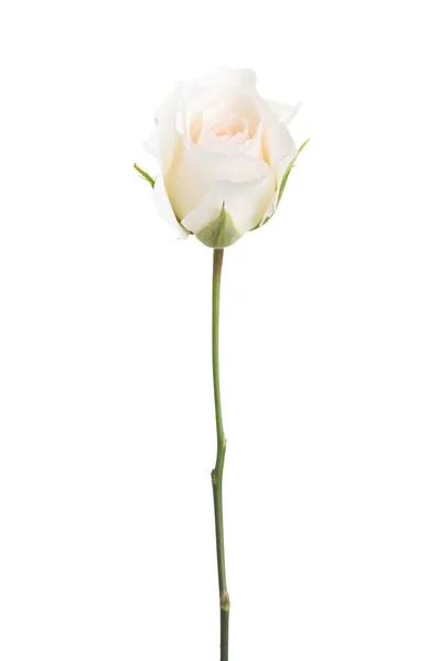 Pale rose isolerad på vit bakgrund. — Stockfoto