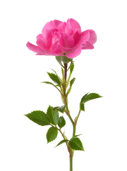 Piccola rosa rosa isolata su bianco . — Foto Stock