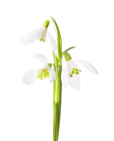 Três flores de neve isoladas em branco  . — Fotografia de Stock