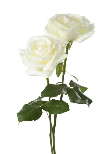 Dos rosas blancas aisladas sobre blanco . —  Fotos de Stock