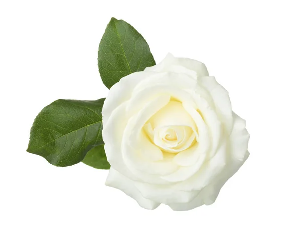 Белая роза с листьями изолированы на белом . — стоковое фото