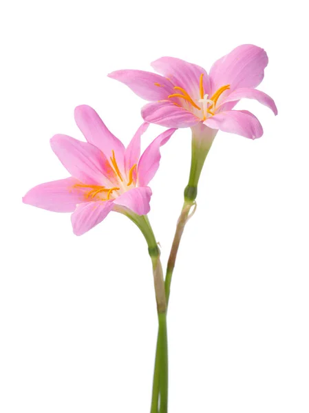 Två rosa liljor — Stockfoto