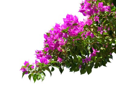 Blooming bougainvillea  isolated on white background. clipart