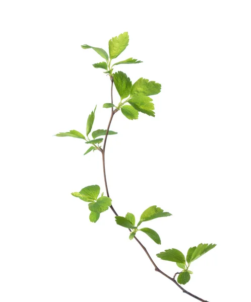 Branch with young green spring leaves isolated on white. — Stock Photo, Image