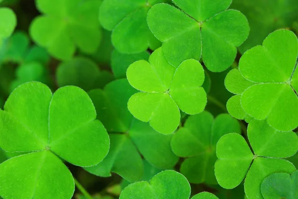 Groene achtergrond met drie-bladige shamrocks. Stockfoto