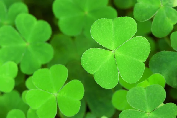 Grüner Hintergrund mit dreiblättrigem Shamrock Stockfoto