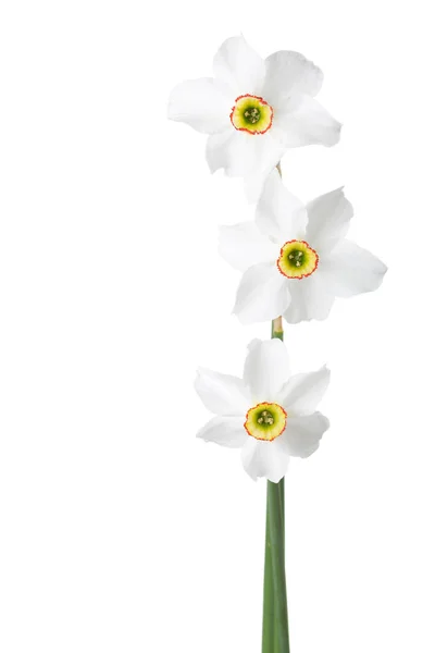 Drei weiße Narzissen (Narcissus poeticus) isoliert auf weiß. Stockbild