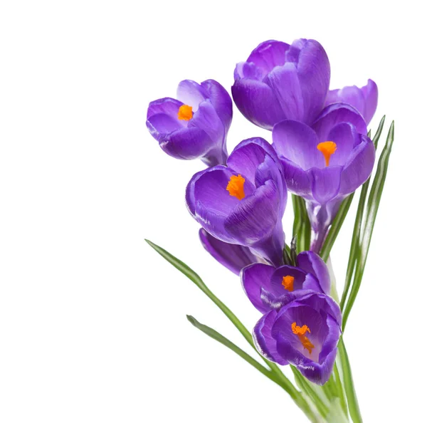 Bloemen van crocus geïsoleerd op witte achtergrond. Rechtenvrije Stockfoto's