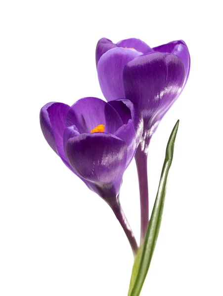 Två blommor av krokus. — Stockfoto