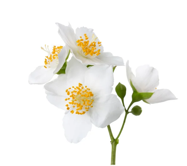 Jasmine'in (Philadelphus) çiçekler . — Stok fotoğraf