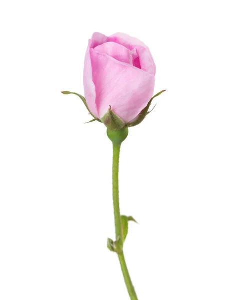 Ελαφρύ ροζ τριαντάφυλλο που απομονώνονται σε λευκό. — Φωτογραφία Αρχείου