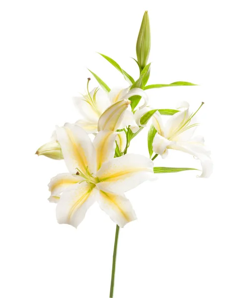 Bílá lilie izolované na bílém pozadí — Stock fotografie