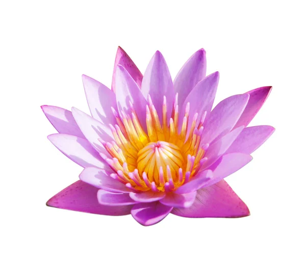Lotusblume isoliert auf weißem Hintergrund. — Stockfoto