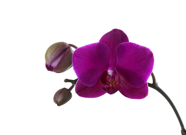 Vinous orchid isolated on white. — Stock Photo, Image