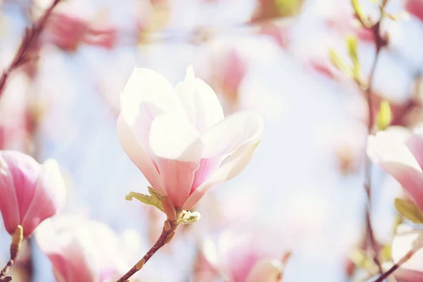Krásné světle růžové magnólie květ. — Stock fotografie