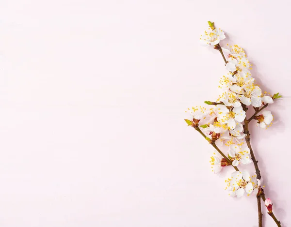 Light pink wooden background with flowering apricot branches. — Stock Photo, Image