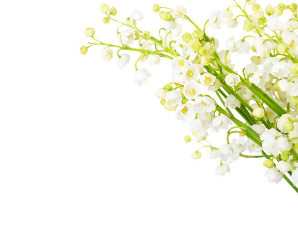 Liljekonvaljer isolerad på en vit bakgrund. — Stockfoto