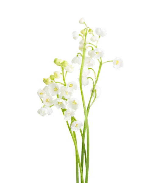 Paar takjes van Lily of the Valley geïsoleerd op witte achtergrond. — Stockfoto