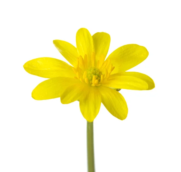 Жовта квітка (Caltha palustris) ізольована на білому тлі . Стокове Зображення