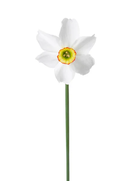 Witte narcis (Narcissus poeticus) geïsoleerd op wit. Stockfoto
