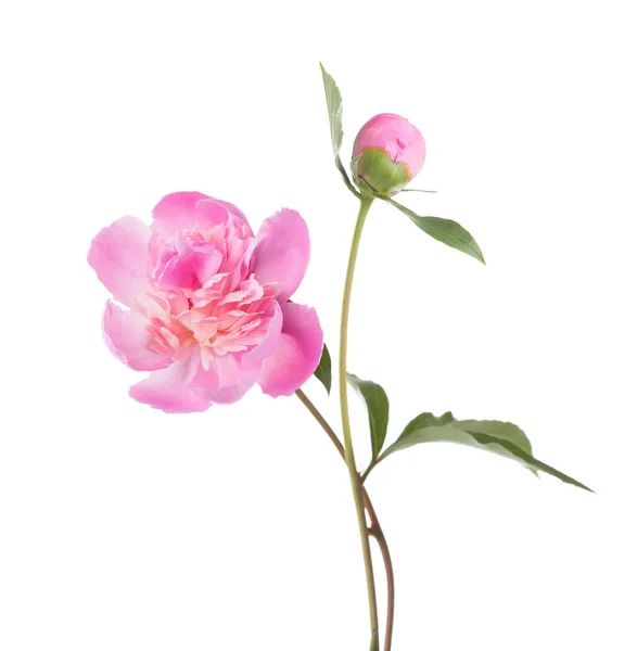 Light pink peonies  isolated on white background. — Stock Photo, Image