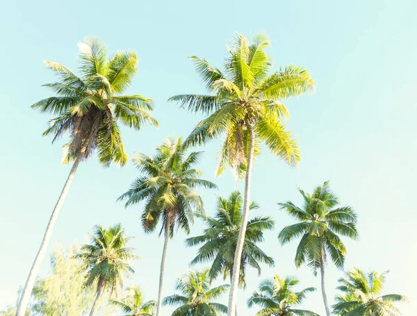 Kokospalmen gegen den blauen Himmel. — Stockfoto