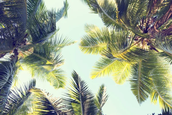Palmen gegen den blauen Himmel. — Stockfoto