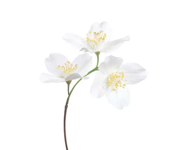 Jasmijn (Philadelphus) bloemen geïsoleerd op witte achtergrond. — Stockfoto