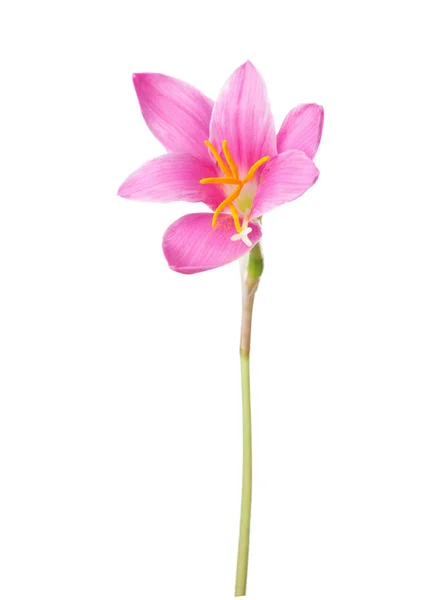 Roze lily geïsoleerd op een witte achtergrond. Stockfoto