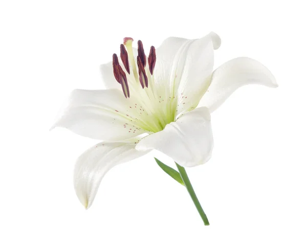 Weiße Lilie isoliert auf weißem Hintergrund. lizenzfreie Stockfotos