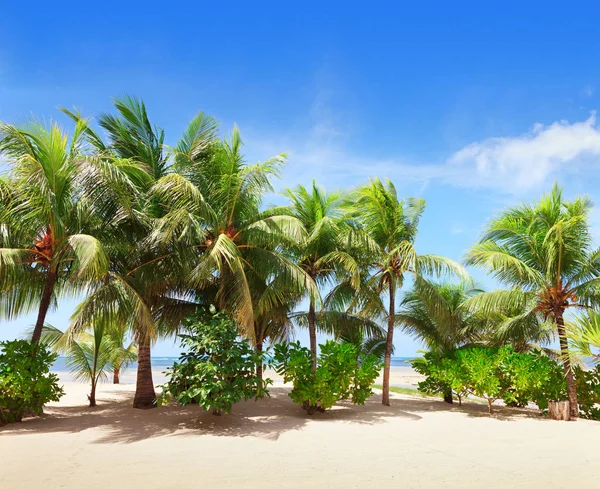 Tropischer Strand mit Kokospalmen entlang der Küste . lizenzfreie Stockbilder