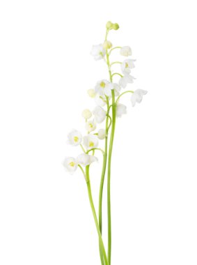 Three sprigs of Lily of the Valley isolated on white background.  clipart
