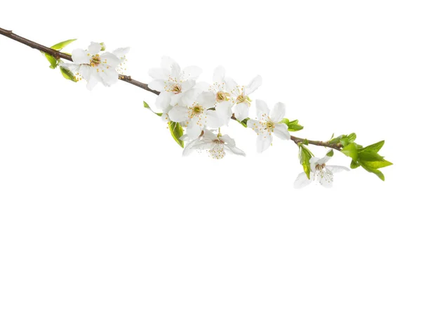 Branche en fleur isolée sur fond blanc. Prune cerise — Photo