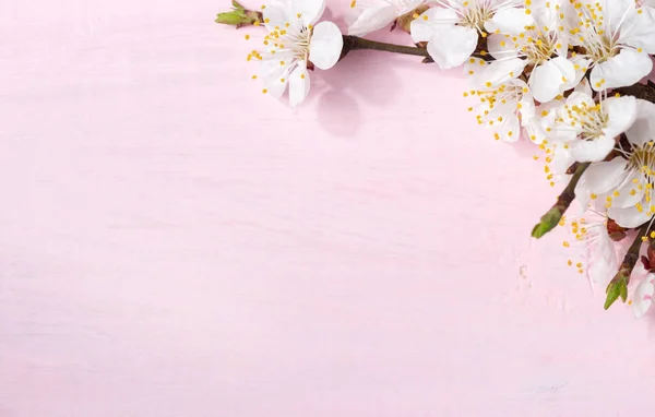 Fundo de madeira rosa claro com ramos de damasco floridos . Fotos De Bancos De Imagens