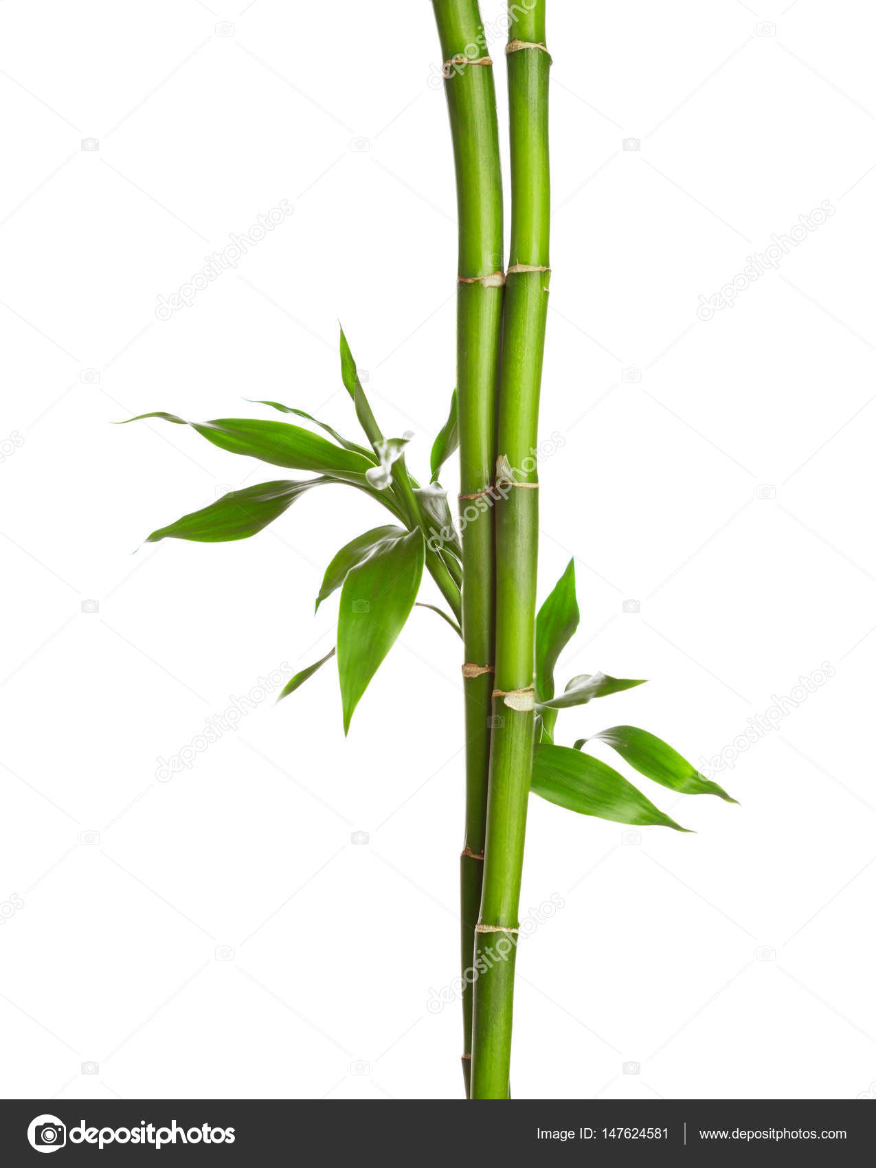 Ramas de bambú aisladas sobre fondo blanco . — Foto de stock #147624581 ©  antonel, image size:1275x1700