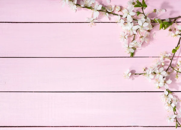 Pink wooden background with flowering cherry branches. — Stock Photo, Image