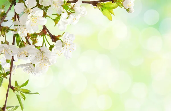 Cherry blossom on defocused light green background. — Stock Photo, Image