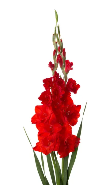 Twee rode gladioluses geïsoleerd op witte achtergrond Rechtenvrije Stockafbeeldingen