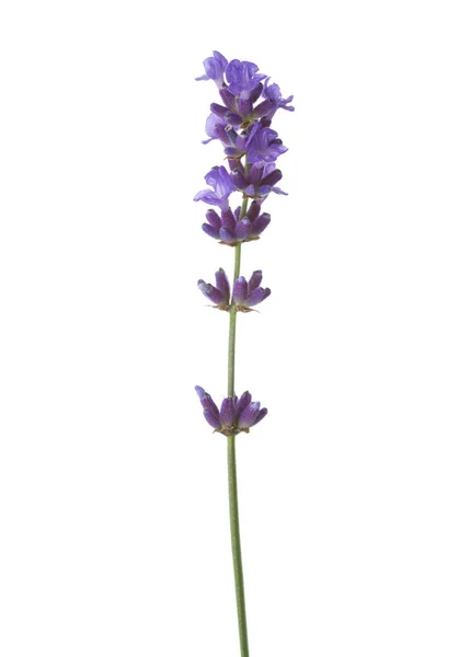 Takje van lavendel geïsoleerd op witte achtergrond Stockfoto