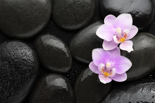 Zwei hellrosa Orchideen, die auf nassen schwarzen Steinen liegen. von oben betrachtet. Spa-Konzept. Stockbild