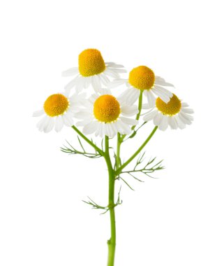 Chamomiles  isolated on white background.  clipart