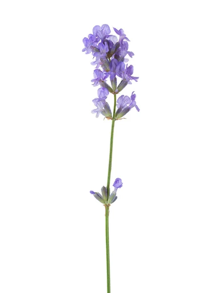 Lavendelzweig isoliert auf weißem Hintergrund — Stockfoto