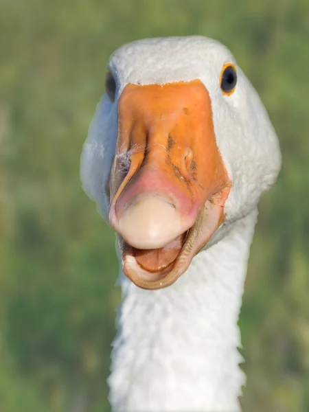 Pictures : funny geese | Funny white goose — Stock Photo © AnkevanWyk ...