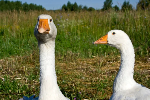 Aves de corral el ganso — Foto de Stock