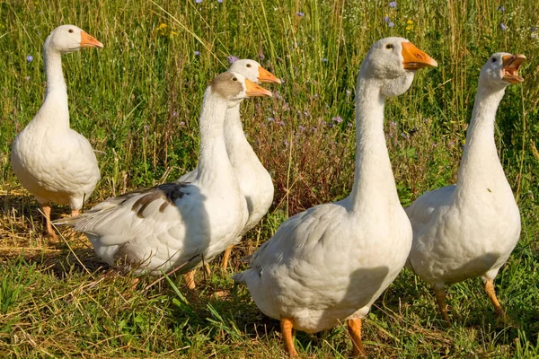 Aves de corral el ganso — Foto de Stock