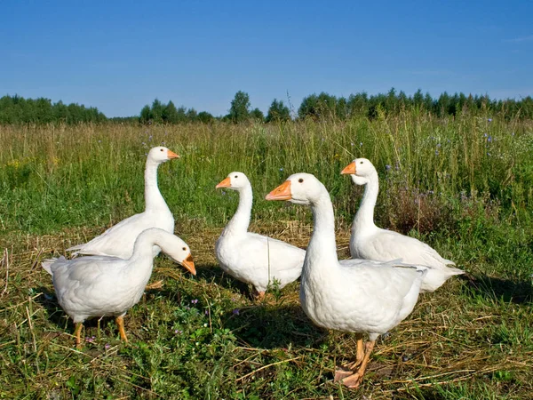 Poultry the goose — Stock Photo, Image
