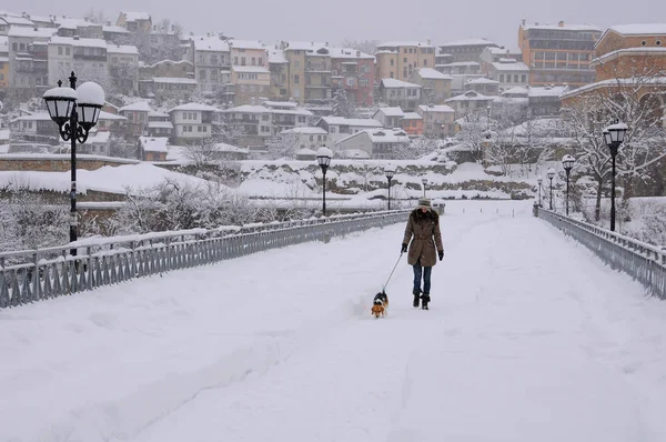 Caminhando o cão na nevasca — Fotografia de Stock