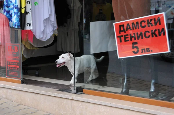 Witte hond in de deuropening van de winkel — Stockfoto