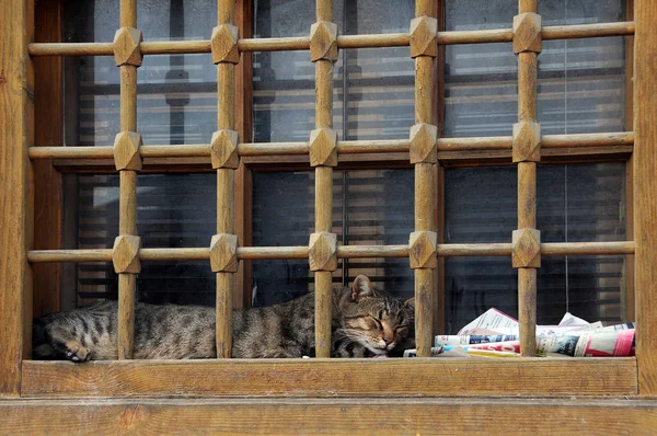 Katze auf der Fensterbank in Veliko tarnovo — Stockfoto