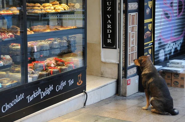 Stray Dog and Turkish Delight Chocolate-house — Stock Photo, Image